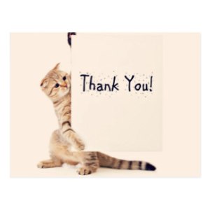 sweet_cat_thank_you_postcard-r869e1aaaa230416fa1d18de904ae04a9_vgbaq_8byvr_324